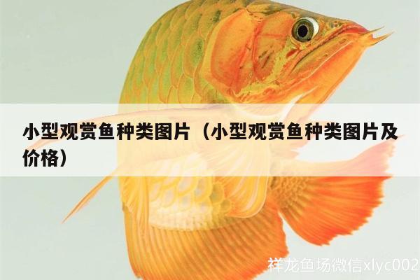 小型觀賞魚種類圖片（小型觀賞魚種類圖片及價格）