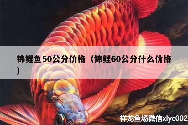 錦鯉魚50公分價格（錦鯉60公分什么價格）