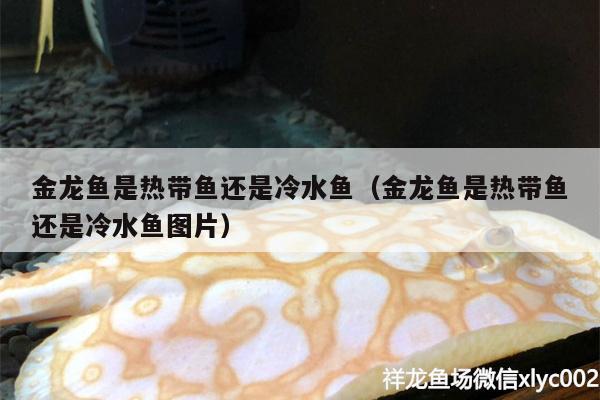 金龍魚是熱帶魚還是冷水魚（金龍魚是熱帶魚還是冷水魚圖片） 古典過背金龍魚