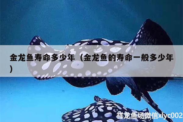 金龍魚壽命多少年（金龍魚的壽命一般多少年） 南美異形觀賞魚