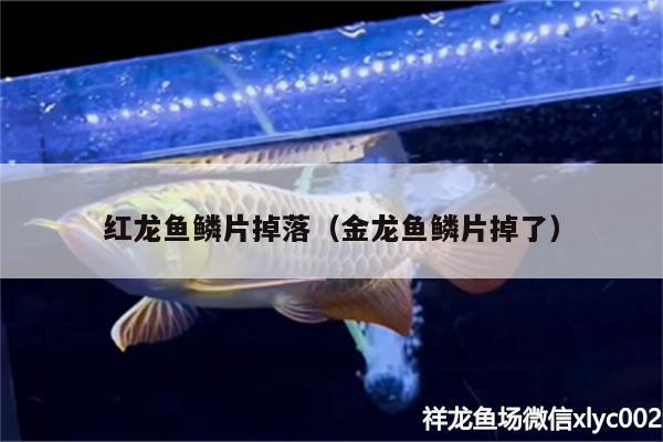 紅龍魚鱗片掉落（金龍魚鱗片掉了）