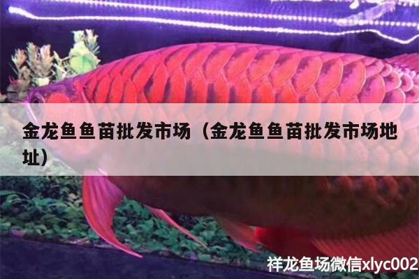 金龍魚魚苗批發(fā)市場（金龍魚魚苗批發(fā)市場地址）