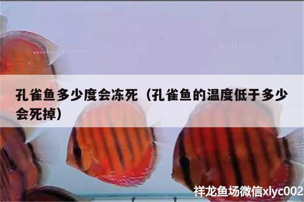 孔雀魚多少度會凍死（孔雀魚的溫度低于多少會死掉） 祥龍傳奇品牌魚缸