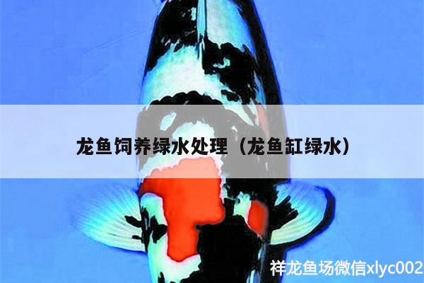 龍魚飼養(yǎng)綠水處理（龍魚缸綠水） 蘇虎苗（蘇門答臘虎魚苗）