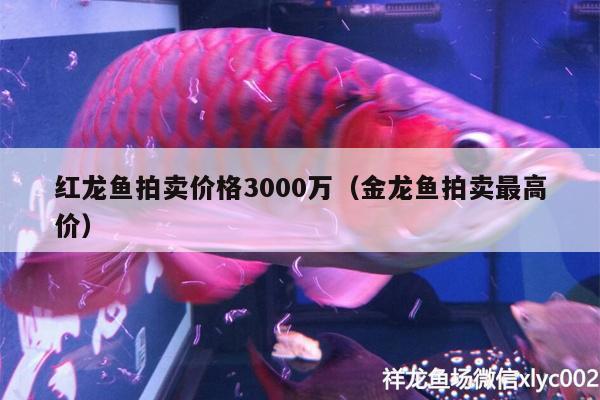 紅龍魚拍賣價格3000萬（金龍魚拍賣最高價） 龍魚批發(fā)