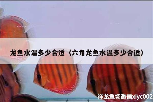 龍魚水溫多少合適（六角龍魚水溫多少合適） 海象魚