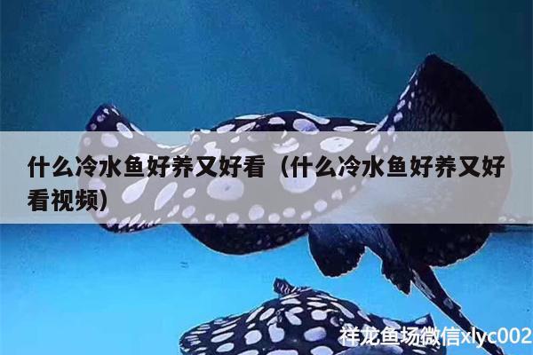 什么冷水魚好養(yǎng)又好看（什么冷水魚好養(yǎng)又好看視頻） 粗線銀版魚苗