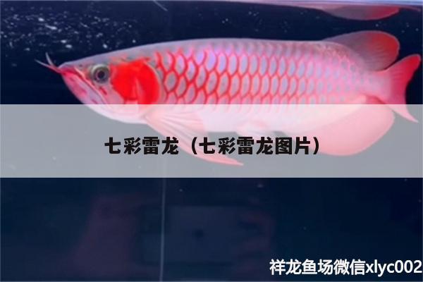 七彩雷龍（七彩雷龍圖片） 大湖紅龍魚 第2張