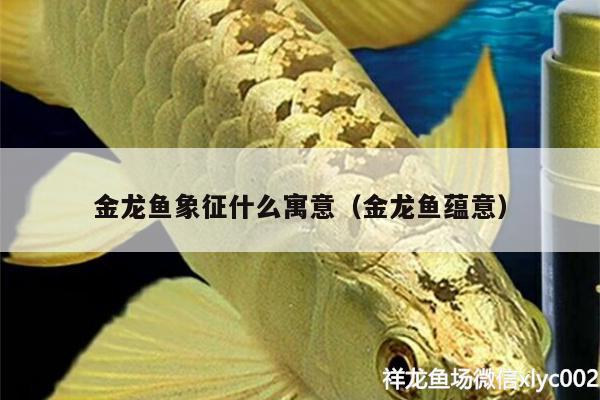 金龍魚象征什么寓意（金龍魚蘊意）