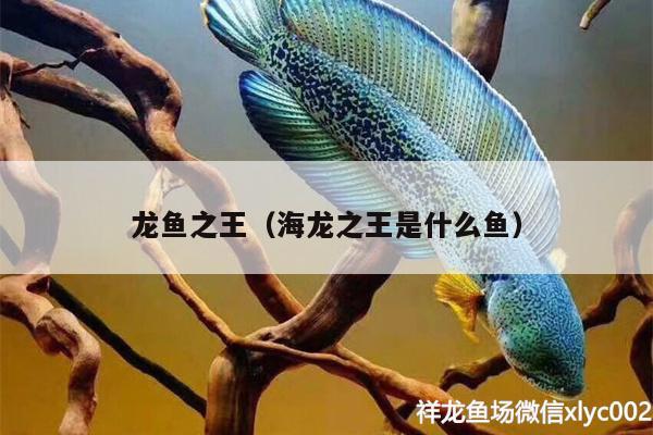 龍魚之王（海龍之王是什么魚） 財(cái)神鸚鵡魚