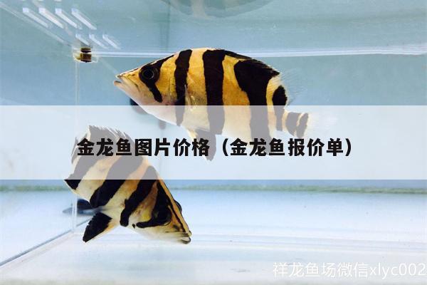 金龍魚圖片價格（金龍魚報價單） 黃金招財貓魚