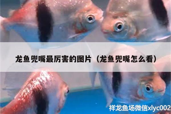 龍魚兜嘴最厲害的圖片（龍魚兜嘴怎么看） 杰西卡恐龍魚