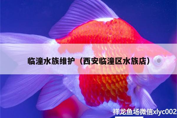 臨潼水族維護(hù)（西安臨潼區(qū)水族店） 觀賞魚水族批發(fā)市場