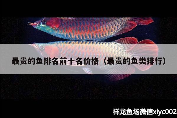 最貴的魚排名前十名價(jià)格（最貴的魚類排行） 斑馬狗頭魚