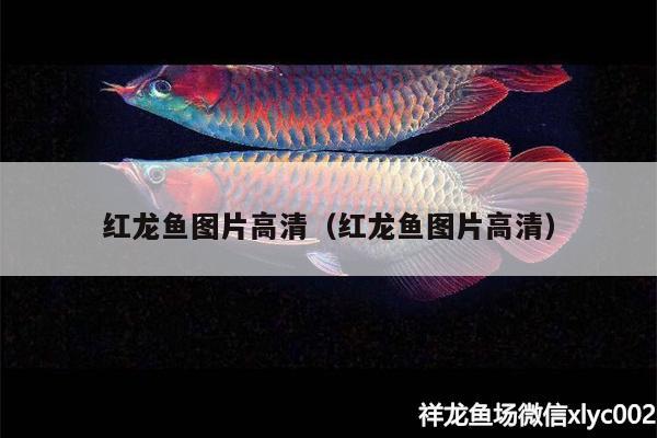 紅龍魚圖片高清（紅龍魚圖片高清） 觀賞魚