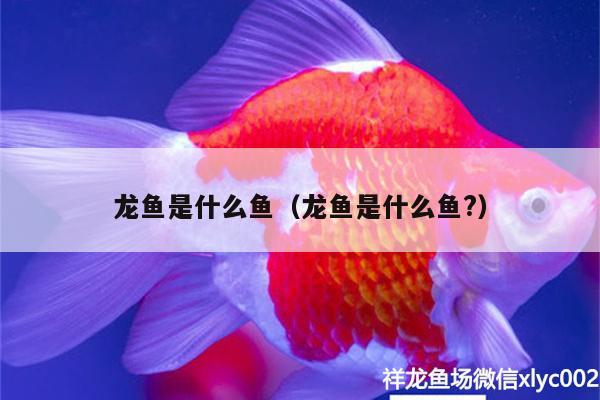 龍魚是什么魚（龍魚是什么魚?）