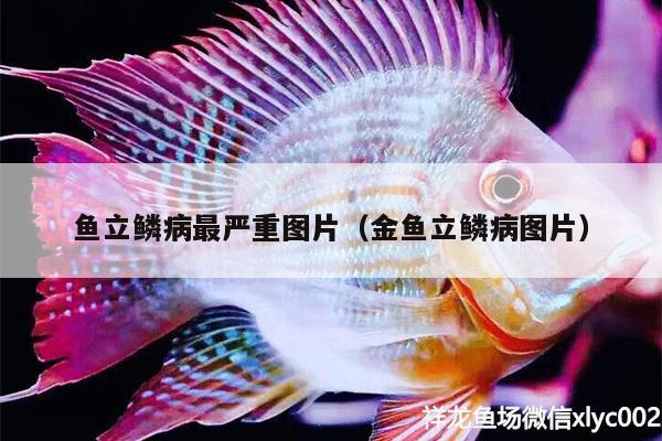 魚立鱗病最嚴(yán)重圖片（金魚立鱗病圖片） 魚缸風(fēng)水