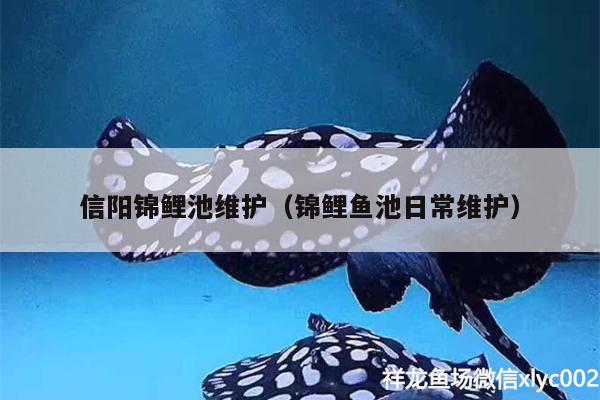 信陽錦鯉池維護(hù)（錦鯉魚池日常維護(hù)） 豹紋夫魚苗