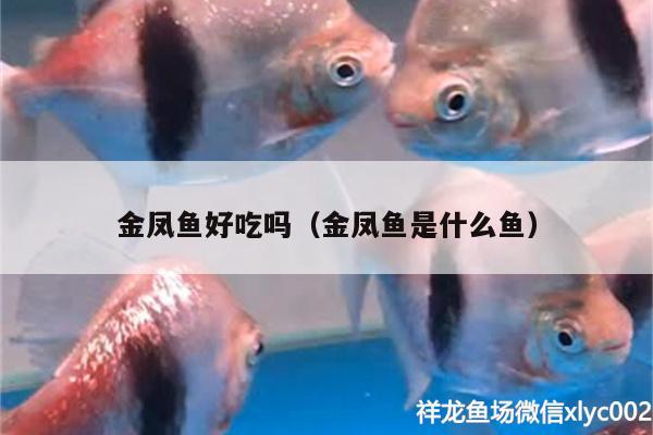 金鳳魚(yú)好吃嗎（金鳳魚(yú)是什么魚(yú)）