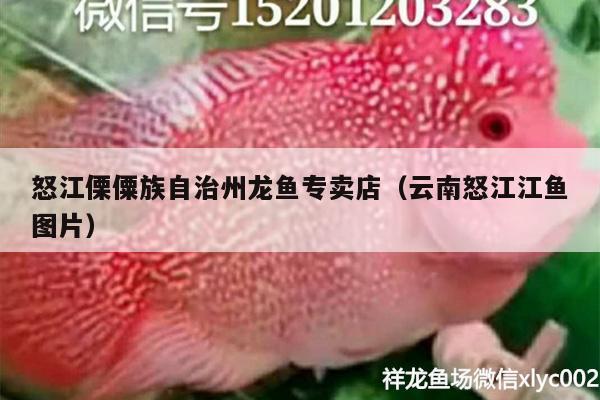 怒江傈僳族自治州龍魚專賣店（云南怒江江魚圖片） 大湖紅龍魚 第2張