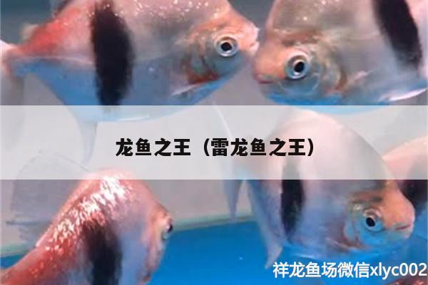 龍魚之王（雷龍魚之王） 黃金達(dá)摩魚