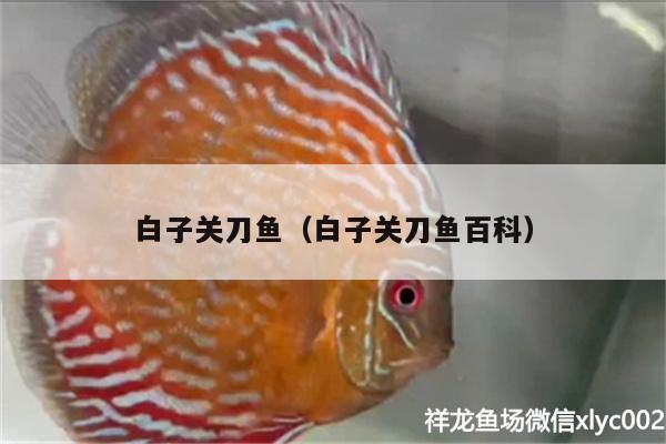 白子關刀魚（白子關刀魚百科） 白子關刀魚