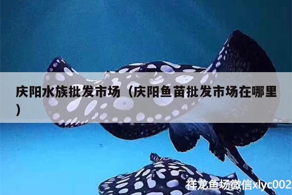 慶陽水族批發(fā)市場（慶陽魚苗批發(fā)市場在哪里） 觀賞魚水族批發(fā)市場 第2張