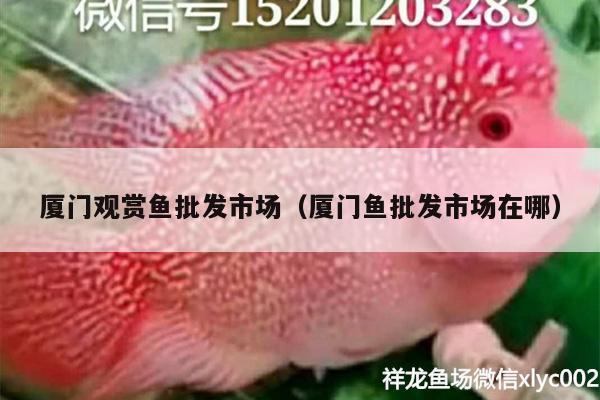 廈門觀賞魚批發(fā)市場（廈門魚批發(fā)市場在哪） 觀賞魚批發(fā) 第1張