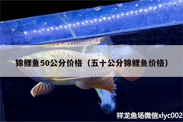 錦鯉魚50公分價格（五十公分錦鯉魚價格）