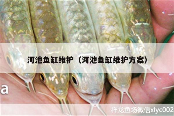 河池魚缸維護（河池魚缸維護方案）