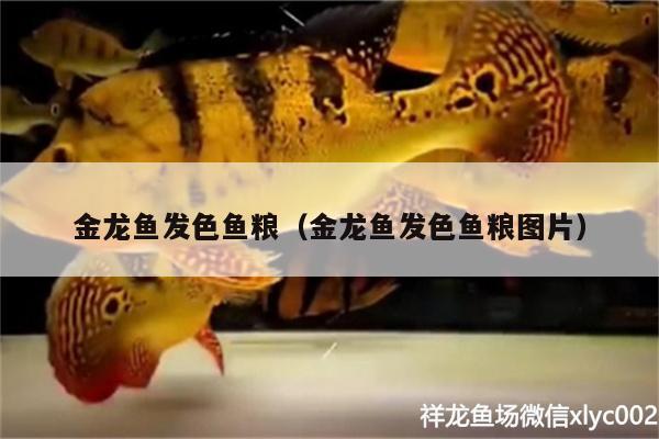 金龍魚發(fā)色魚糧（金龍魚發(fā)色魚糧圖片） 馬拉莫寶石魚