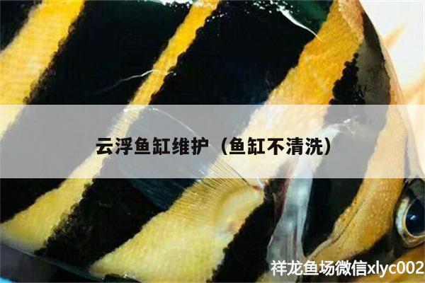 云浮魚缸維護(hù)（魚缸不清洗） 祥龍水族濾材/器材