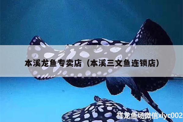 本溪龍魚專賣店（本溪三文魚連鎖店） 短身紅龍魚