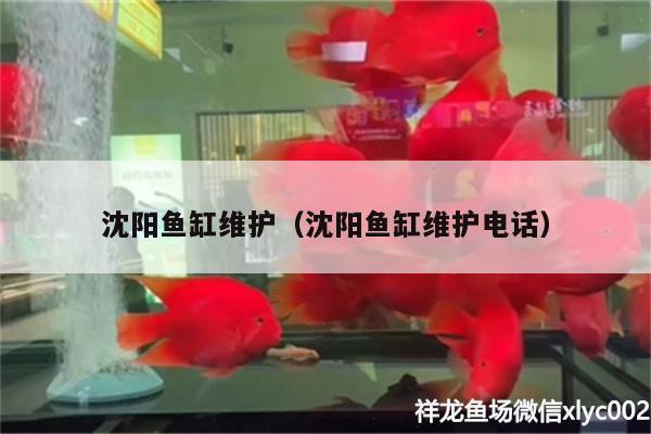 沈陽魚缸維護（沈陽魚缸維護電話）