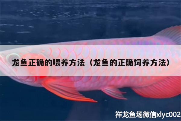 龍魚正確的喂養(yǎng)方法（龍魚的正確飼養(yǎng)方法） 銀古魚苗