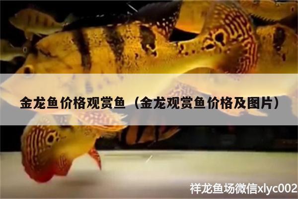 金龍魚價格觀賞魚（金龍觀賞魚價格及圖片） 非洲金鼓魚