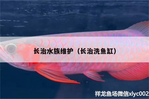 長治水族維護（長治洗魚缸） 祥龍藍珀金龍魚