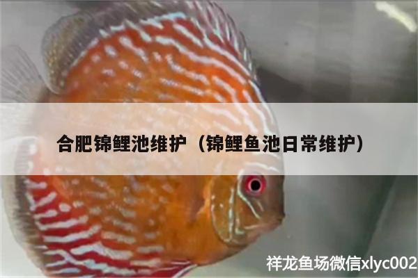 合肥錦鯉池維護(hù)（錦鯉魚池日常維護(hù)）