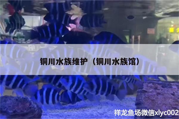 銅川水族維護（銅川水族館） 印尼紅龍魚