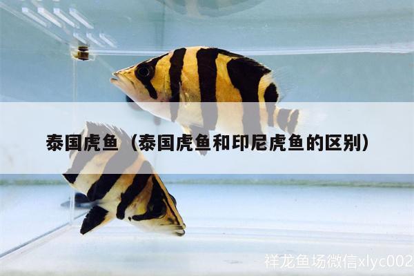 泰國虎魚（泰國虎魚和印尼虎魚的區(qū)別）