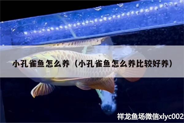 小孔雀魚(yú)怎么養(yǎng)（小孔雀魚(yú)怎么養(yǎng)比較好養(yǎng)）