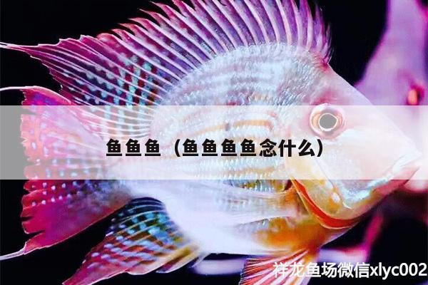 魚魚魚（魚魚魚魚念什么） 沖氧泵