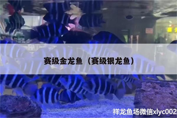 賽級金龍魚（賽級銀龍魚） 銀龍魚百科