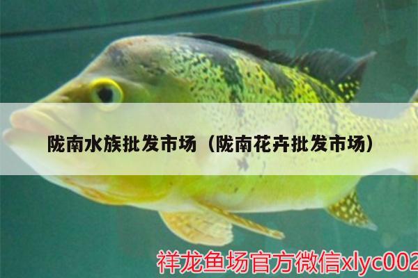 隴南水族批發(fā)市場（隴南花卉批發(fā)市場） 觀賞魚水族批發(fā)市場