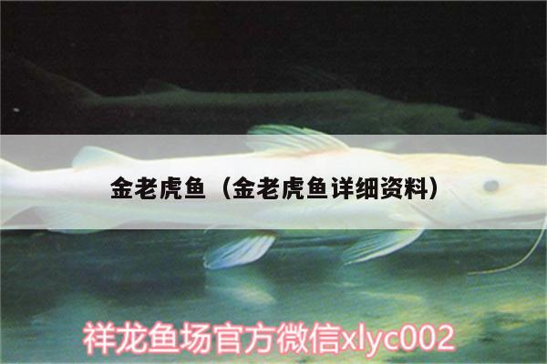 金老虎魚（金老虎魚詳細(xì)資料）