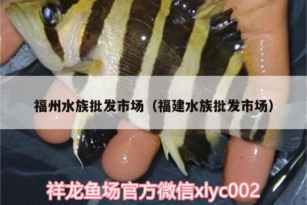 福州水族批發(fā)市場（福建水族批發(fā)市場） 觀賞魚水族批發(fā)市場