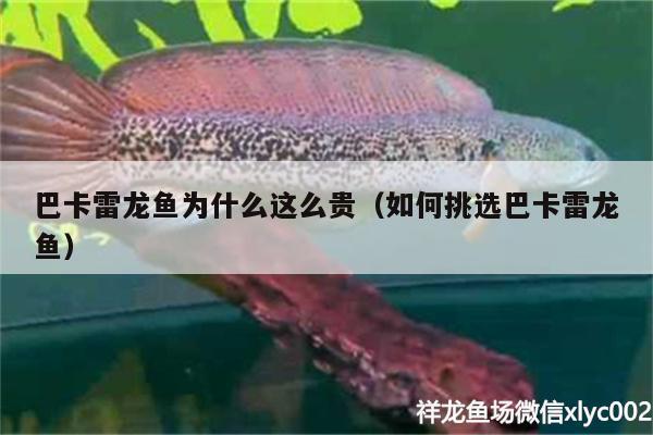 巴卡雷龍魚為什么這么貴（如何挑選巴卡雷龍魚） 巴卡雷龍魚