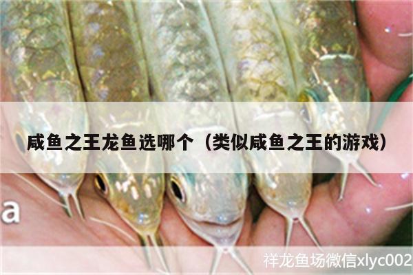 咸魚之王龍魚選哪個（類似咸魚之王的游戲） 祥龍藍珀金龍魚