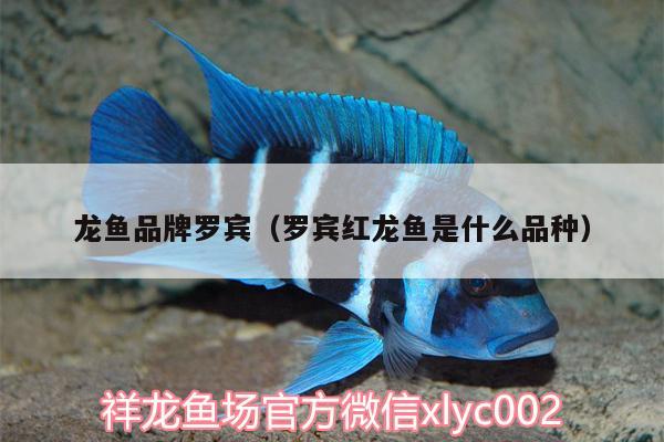 龍魚品牌羅賓（羅賓紅龍魚是什么品種） 印尼紅龍魚