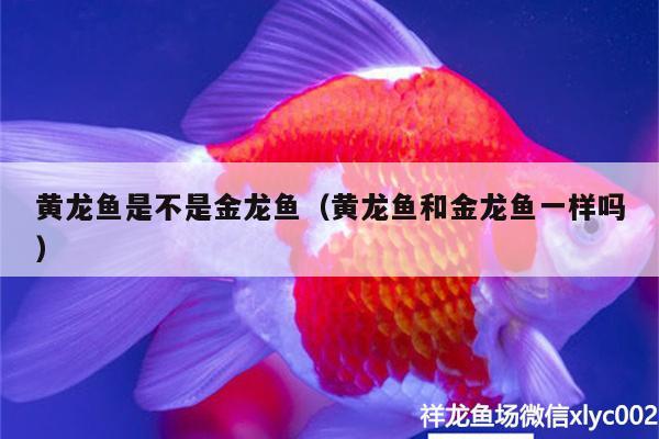 黃龍魚是不是金龍魚（黃龍魚和金龍魚一樣嗎） 月光鴨嘴魚苗